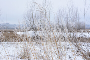 bare tree branches covered with frost winter nature