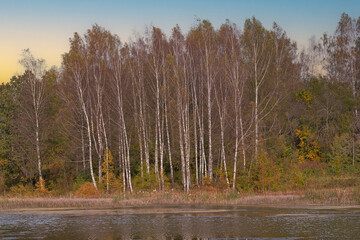 Autumn landscape of birch trees along the Voria River, with sunset light,  in Abramtsevo, Moscow Oblast, Russia