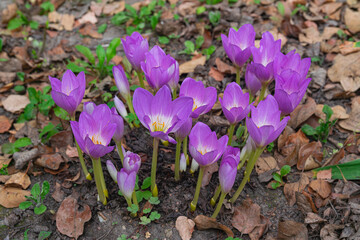 autumn crocus, (Colchicum speciosum), blooming in autumn with dry leaves on the ground, side view