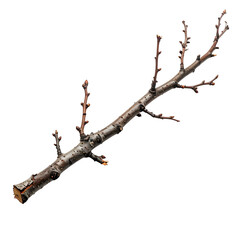 A detailed image of a brown, cut tree branch with multiple smaller twigs extending from it, isolated
