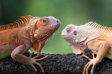 Close-up of an albino iguanas, Albino iguana on a tree branch
