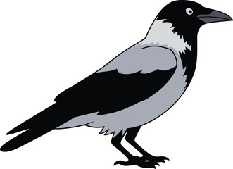 Hooded Crow Bird Cartoon Illustration Isolated on White