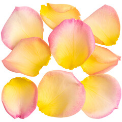 A cluster of delicate, overlapping flower petals with gradients of pink and yellow
