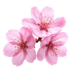 Three soft pink blossoms with golden stamens on a small branch, isolated on black