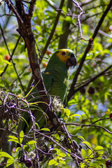 Brazilian parrot (Amazona aestiva) perched on a tree branch. Vibrant green, blue, and yellow feathers, wild bird in its natural habitat.