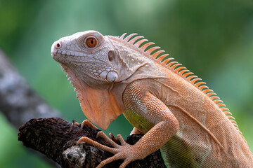 Close-up of an albino iguanas, Albino iguana on a tree branch