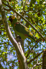 Brazilian parrot (Amazona aestiva) perched on a tree branch. Vibrant green, blue, and yellow feathers, wild bird in its natural habitat.
