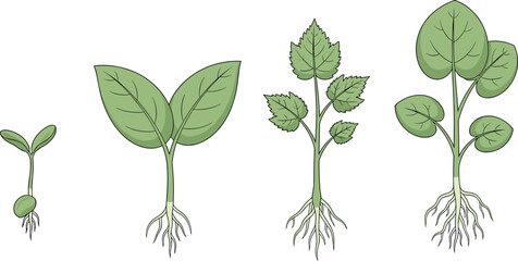 Plant growth stages, seedling to mature, root development, leaf expansion, biology concept, CAD drawing, flat vector, technical sketch, life cycle