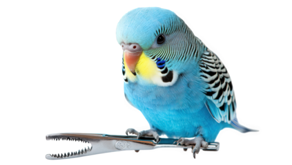 A charming budgerigar perched on a pair of pliers isolated on transparent background, showcasing its vibrant blue plumage and curious gaze, creating a whimsical scene