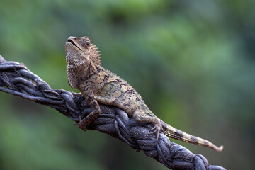 Close-up of a forest dragon (Gonocephalus grandis) , Forest dragon on a tree root, 