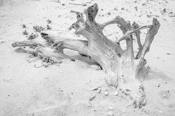 roots in the sand
