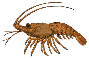 Panulirus homarus illustration