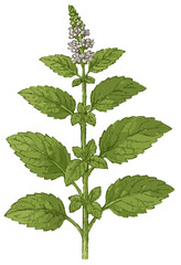 Mentha piperita illustration