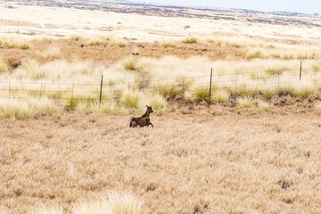 The goat or domestic goat (Capra hircus) is a species of goat-antelope that is mostly kept as livestock.  Waikoloa Rd, Waimea, Hawaii island / The Big Island.