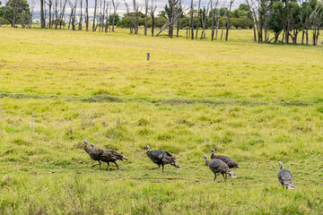 The wild turkey (Meleagris gallopavo) is an upland game bird native to North America. Saddle Rd, Waimea,  Hawaii island / The Big Island.