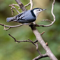 Obraz premium A White-breasted Nuthatch perching on a branch.