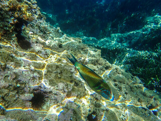 School fish swimming in blue sea water tropical under water. Scuba diving adventure in mediterranean sea. Fishes in underwater wild animal world, Coral and fish, underwater world wide angle view.