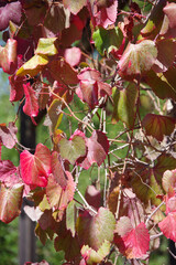 Colorful autumn leaves of a vine