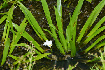 Obraz premium Krebsschere, Stratiotes aloides