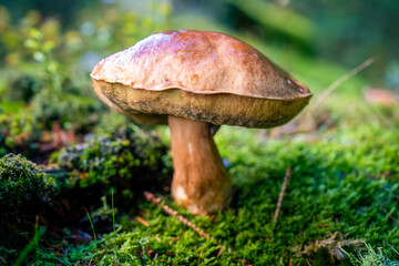 Wild Mushroom on Mossy Forest Floor in Soft Morning Light