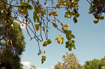 Autumn fig tree with  fruits and colored leaves