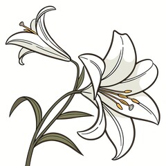 White Lily Flower Close-Up on Pure White Background