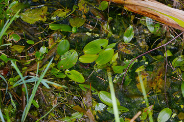  Schwimmende Laichkraut, Potamogeton natans