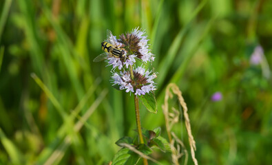 Wasserminze Mentha aquatica, Große Sumpfschwebfliege, Helophilus trivittatus