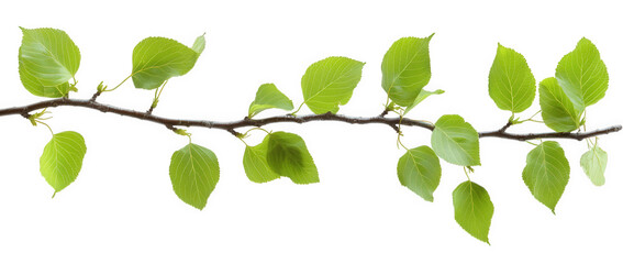 Obraz premium A delicate twig adorned with vibrant green leaves, isolated on transparent background, showcasing natures beauty in a minimalist composition against a clean backdrop