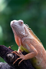 Close-up of an albino iguanas, Albino iguana on a tree branch
