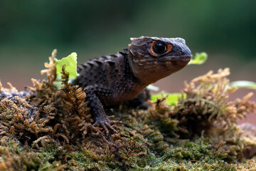 red eye crocodile skink on a tree trunk, close up of a Red-eyed Crocodile Skink (Tribolonotus gracilis)