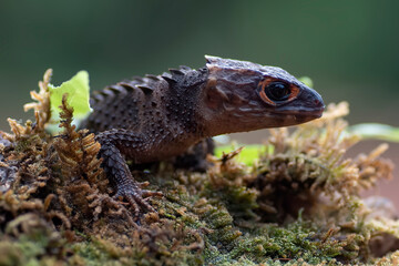 red eye crocodile skink on a tree trunk, close up of a Red-eyed Crocodile Skink (Tribolonotus gracilis)