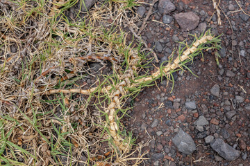The tropical grass species Cenchrus clandestinus (previously Pennisetum clandestinum). Kikuyu grass. Saddle Rd, Waimea,  Hawaii island / The Big Island.