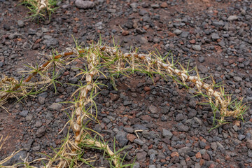 The tropical grass species Cenchrus clandestinus (previously Pennisetum clandestinum). Kikuyu grass. Saddle Rd, Waimea,  Hawaii island / The Big Island.