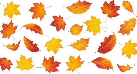 Seamless vector pattern featuring colorful orange and yellow autumn maple leaves for seasonal fall nature background or wallpaper design