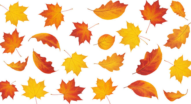 Seamless vector pattern featuring colorful orange and yellow autumn maple leaves for seasonal fall nature background or wallpaper design