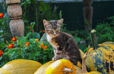 funny kitten sitting on a pumpkin
