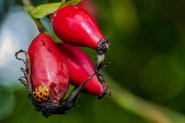 Ein Marienkäfer krabbeln auf roten Hagebutten in einem Garten im Spätsommer