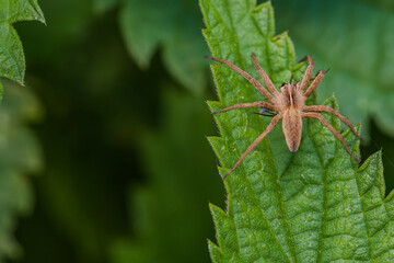 Listspinne auf grünen Blättern in der Natur