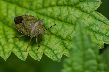 Eine Stinkwanze sitzt auf einem grünen Blatt in einem Garten an einem sonnigen Tag im Spätsommer
