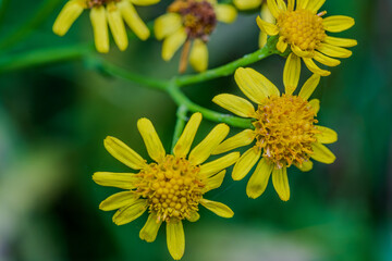Gelbe Blumen wachsen in einer grünen Umgebung während des Tages in einem Garten