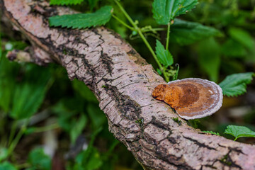 Farbenfroher Schimmelpilz wächst auf einem Baumstamm im Wald während des Tages