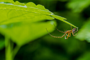 Eine Streckerspinne hängt an einem Blatt in einem grünen Garten während des Tages