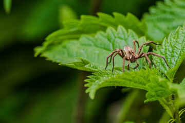 Listspinne krabbelt über grüne Blätter in einem Garten während eines sonnigen Tages © Joachim