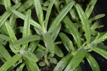  Rosmarin,  Rosmarinus officinalis