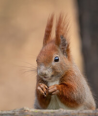 Portrait of a Squirrel. 