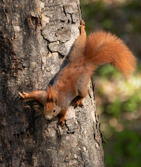 Red squirrel climbing down tree.