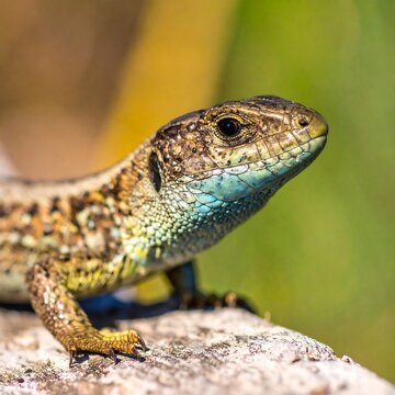 Close-up lizard on log