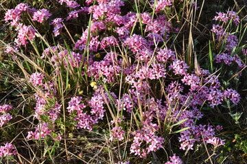   Rosmarin-Seidelbast, Daphne cneorum, Garchinger Heide
