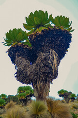 Giant groundsels growing in the wild at Mount Kenya National Park in Kenya